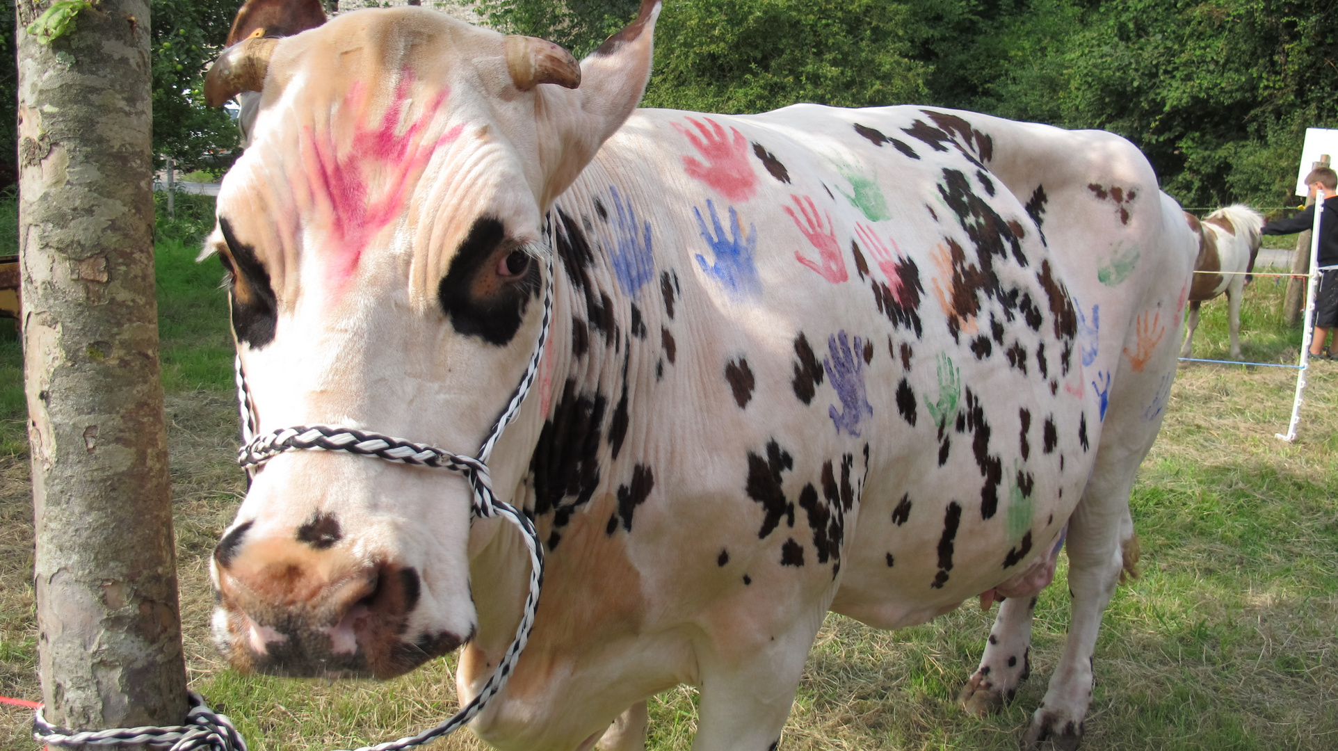 Peinture sur vache