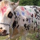 Peinture sur vache