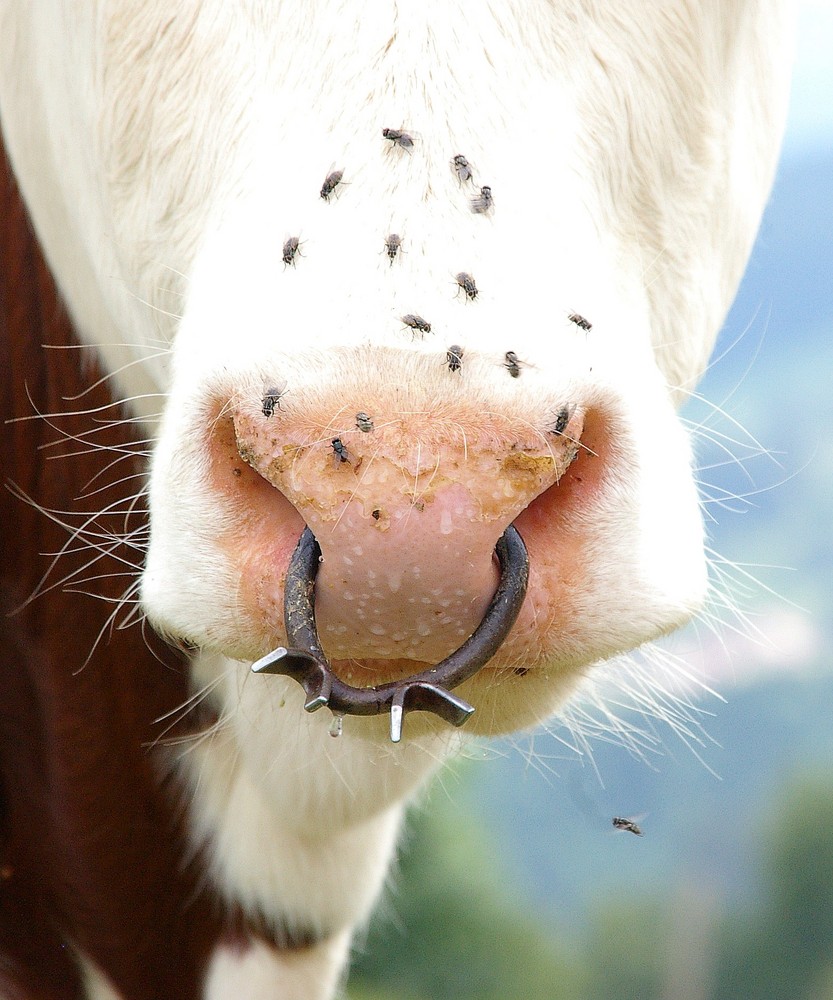 Peircing du Taurillon