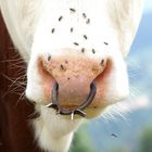 Peircing du Taurillon