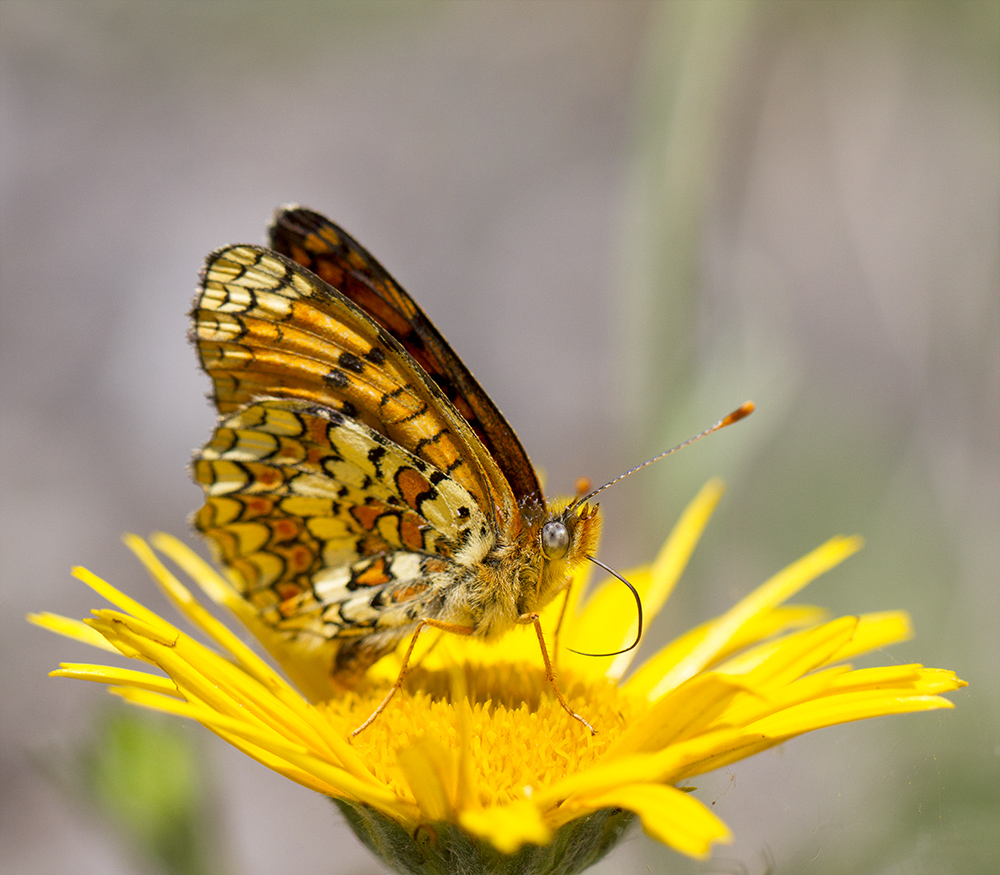 Peitschen schwingender Flockenblumen-Scheckenfalter (Melitaea phoebe).