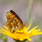 Peitschen schwingender Flockenblumen-Scheckenfalter (Melitaea phoebe).