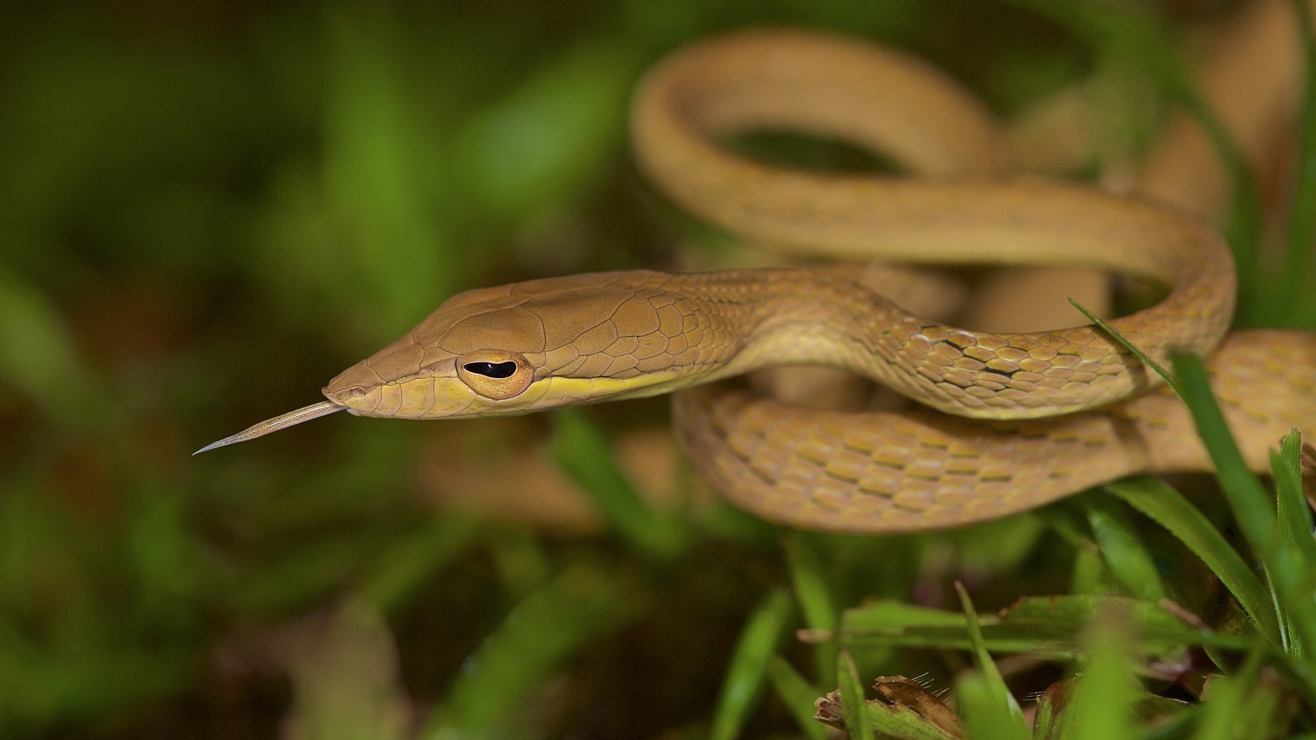 Peitschennatter aus dem Bergregenwald von Borneo