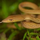 Peitschennatter aus dem Bergregenwald von Borneo