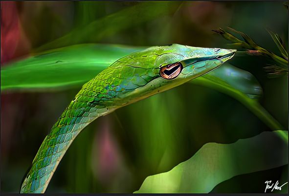 Peitschennatter / Whip Snake