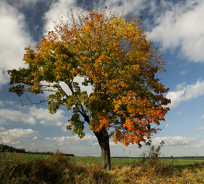 pejza&#380;