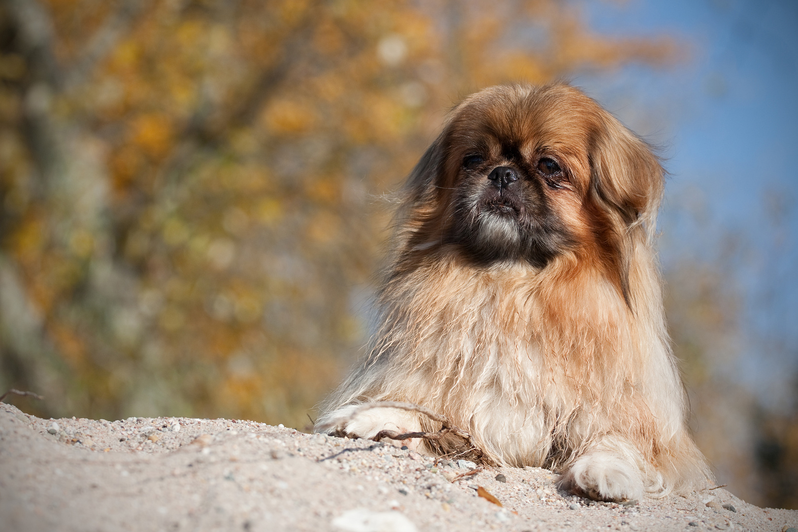 Pekinese Frodo