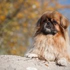 Pekinese Frodo