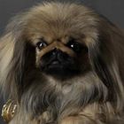 Pekinese ist Kaiserlich ...mein Hund