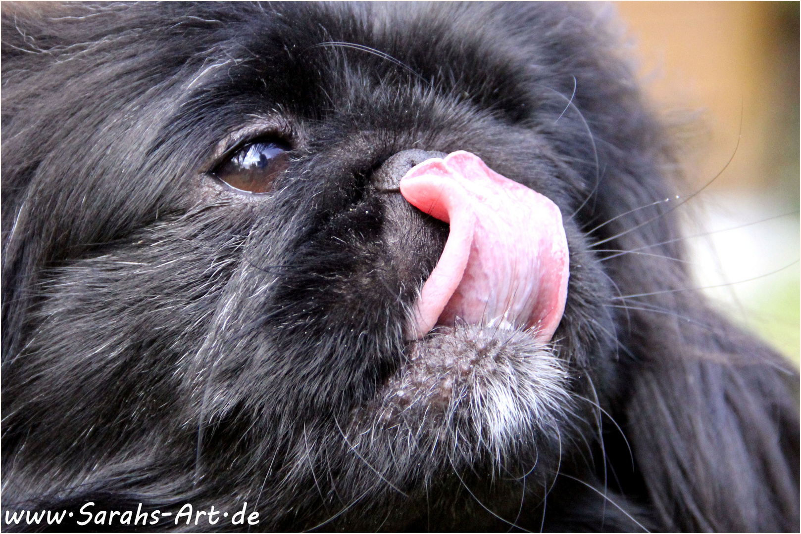 Pekinesen-Portrait