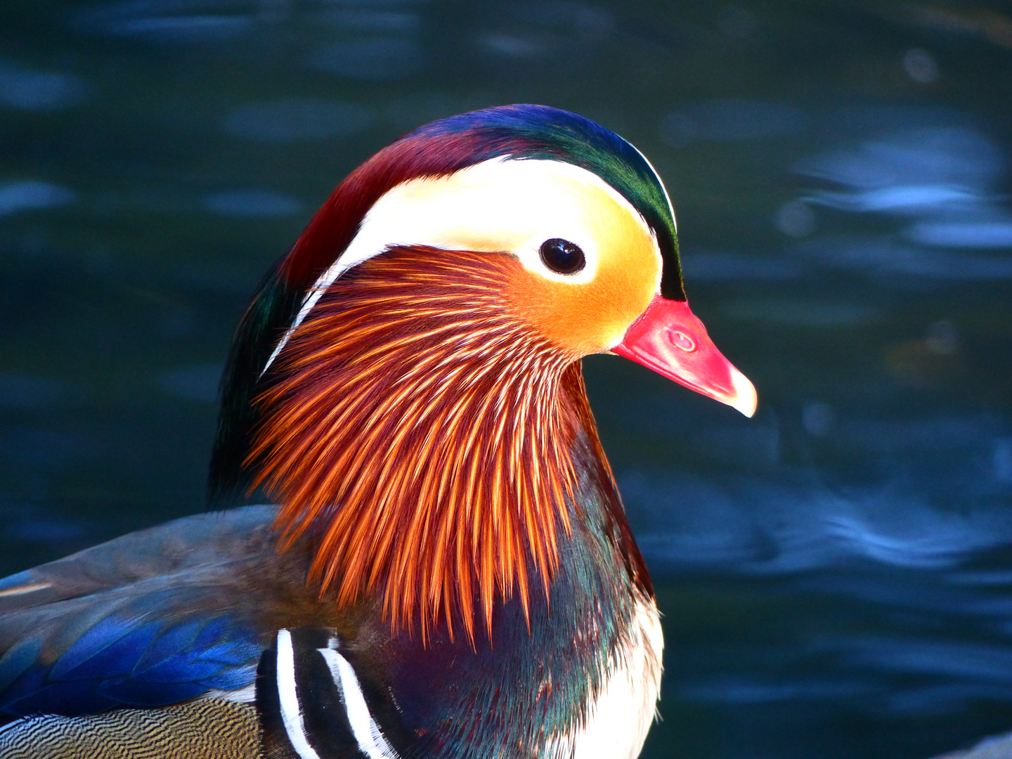 &amp;quot; Peking Ente?&amp;quot; Foto &amp; Bild | tiere, zoo, wildpark &amp; falknerei, vögel ...