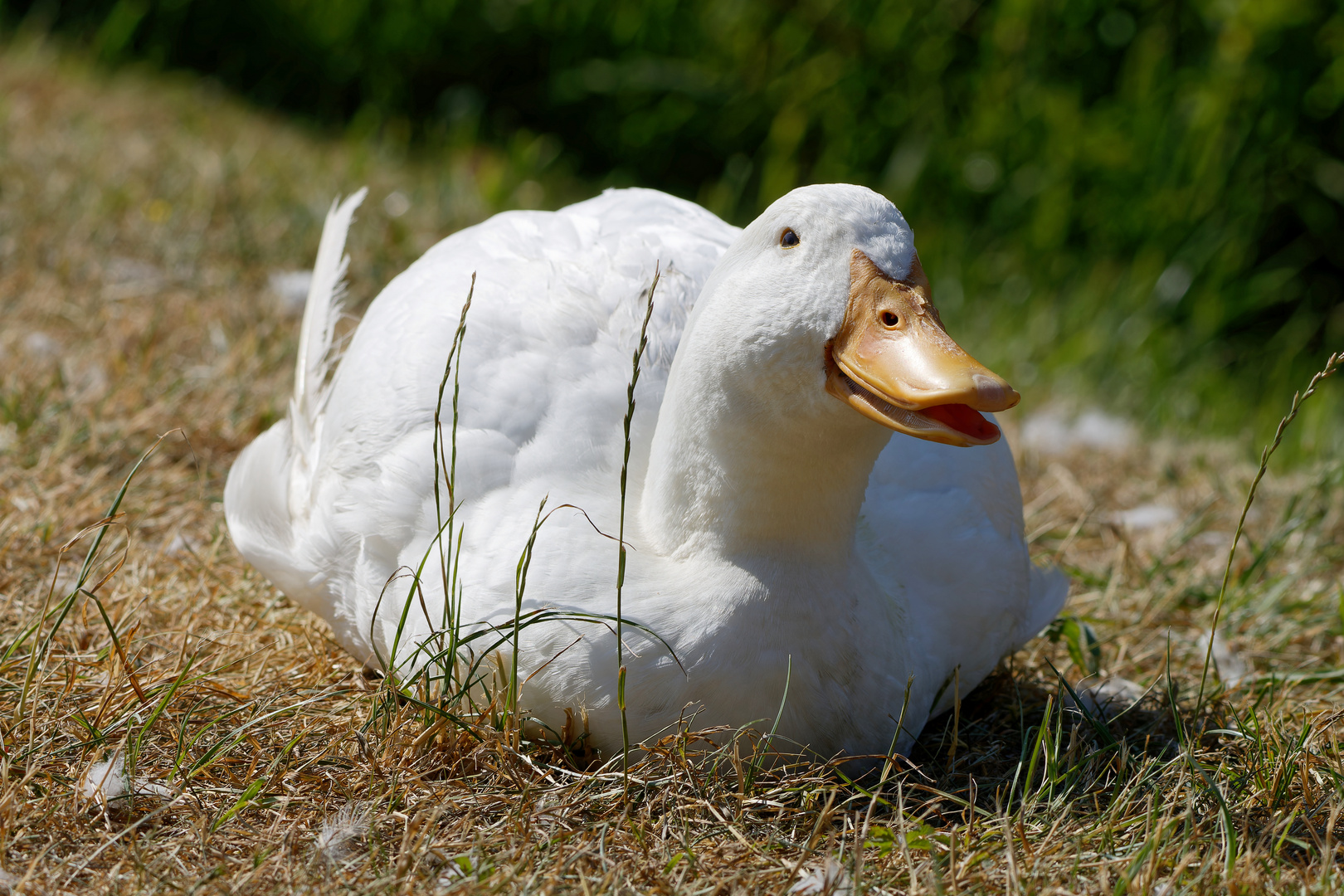 Pekingente