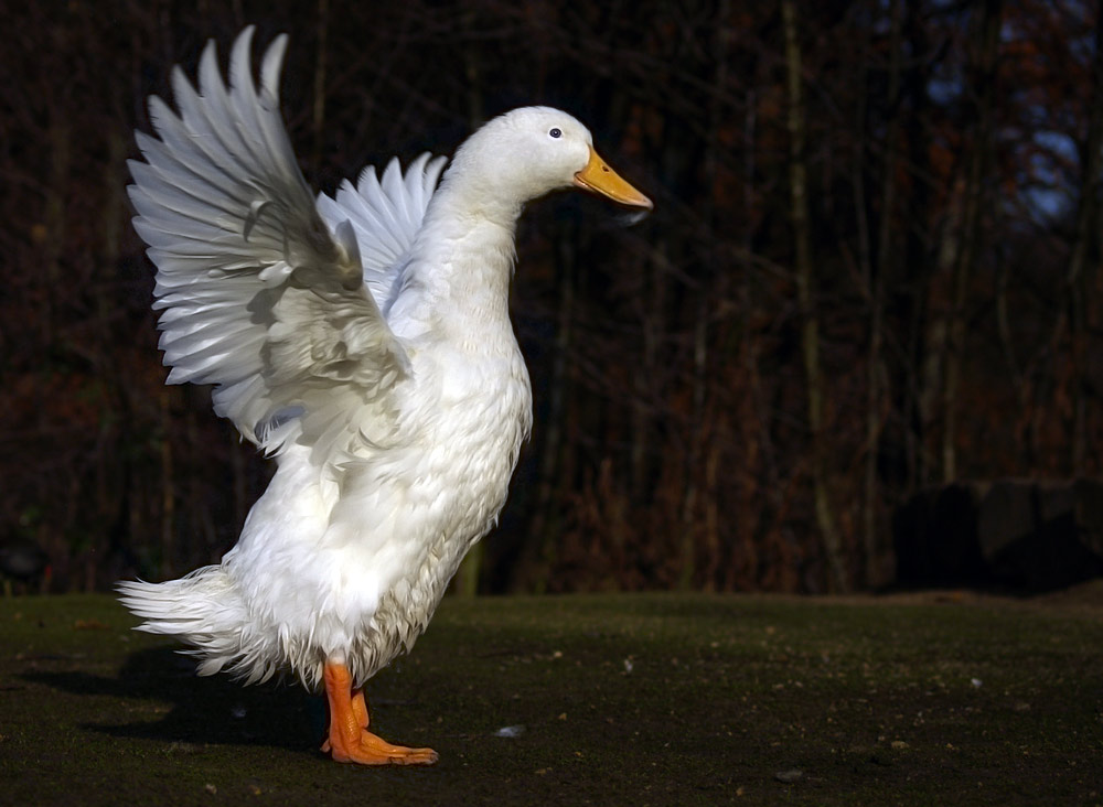 Pekingente mit Persil gewaschen