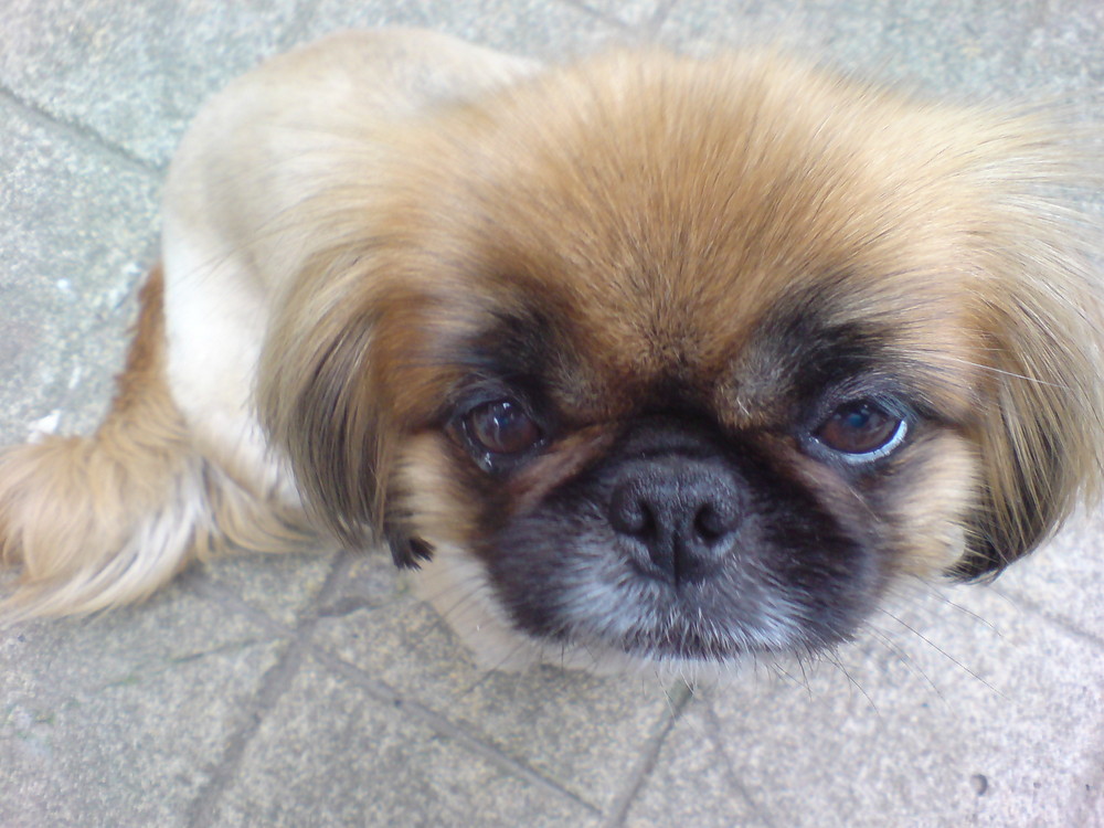 Pekingese 1