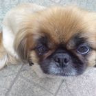 Pekingese 1