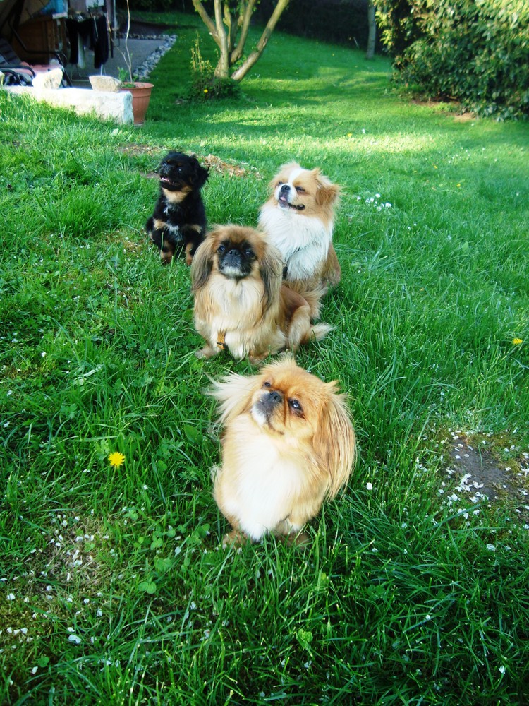 Pekingese 3