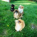 Pekingese 3