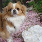 Pekingese