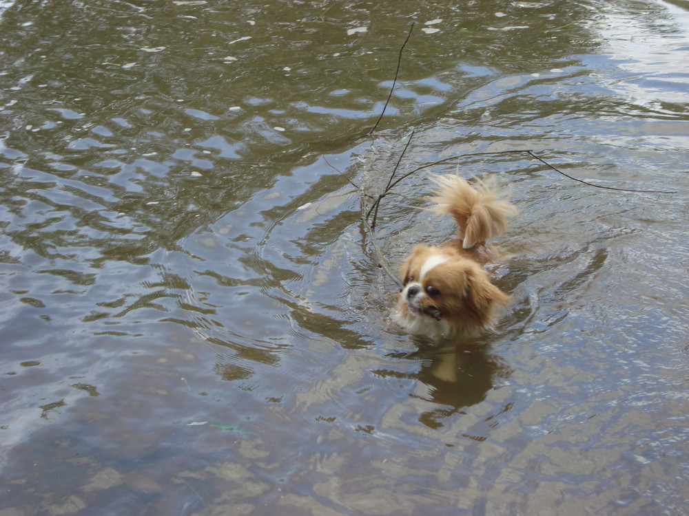 Pekingese beim schwimmen