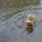 Pekingese beim schwimmen