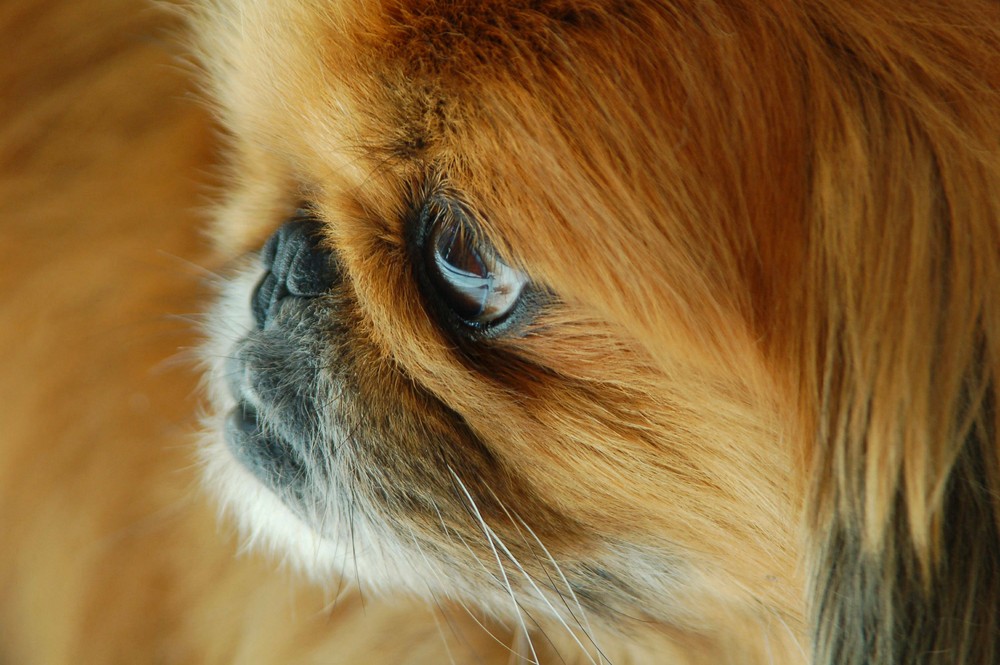 Pekingese (Bobby)