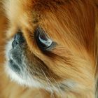 Pekingese (Bobby)