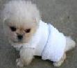 Pekingese