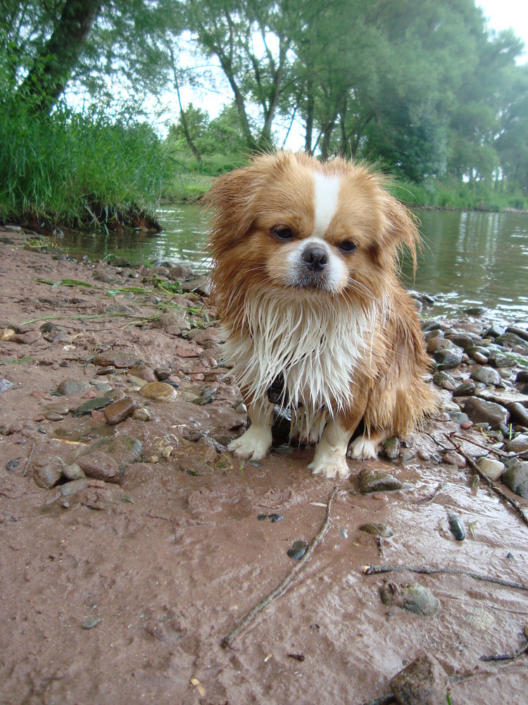 Pekingese Wasser