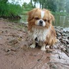 Pekingese Wasser