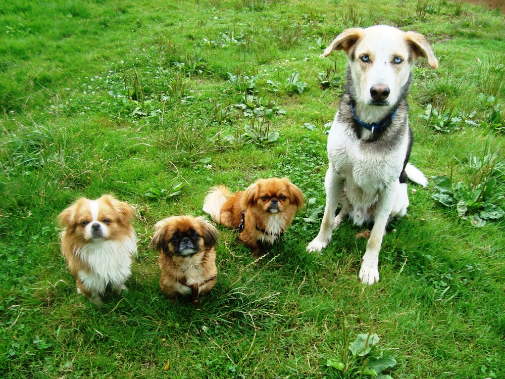 Pekys und Husky freund