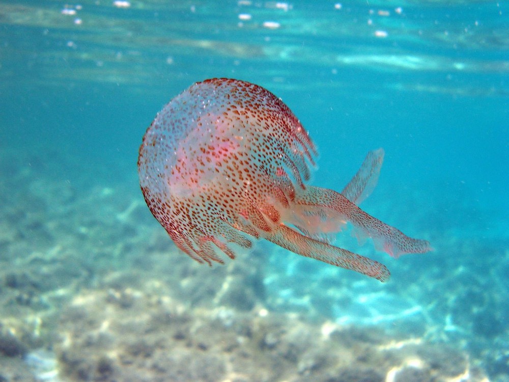 pelagia noctiluca