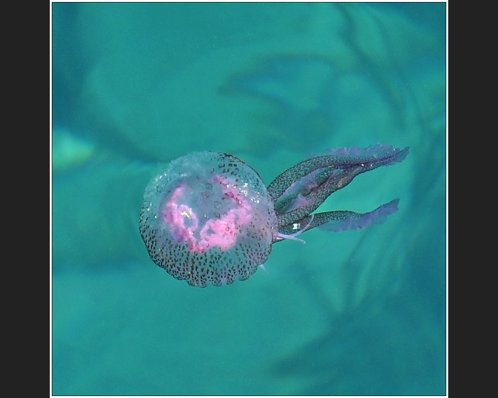 Pelagia noctiluca