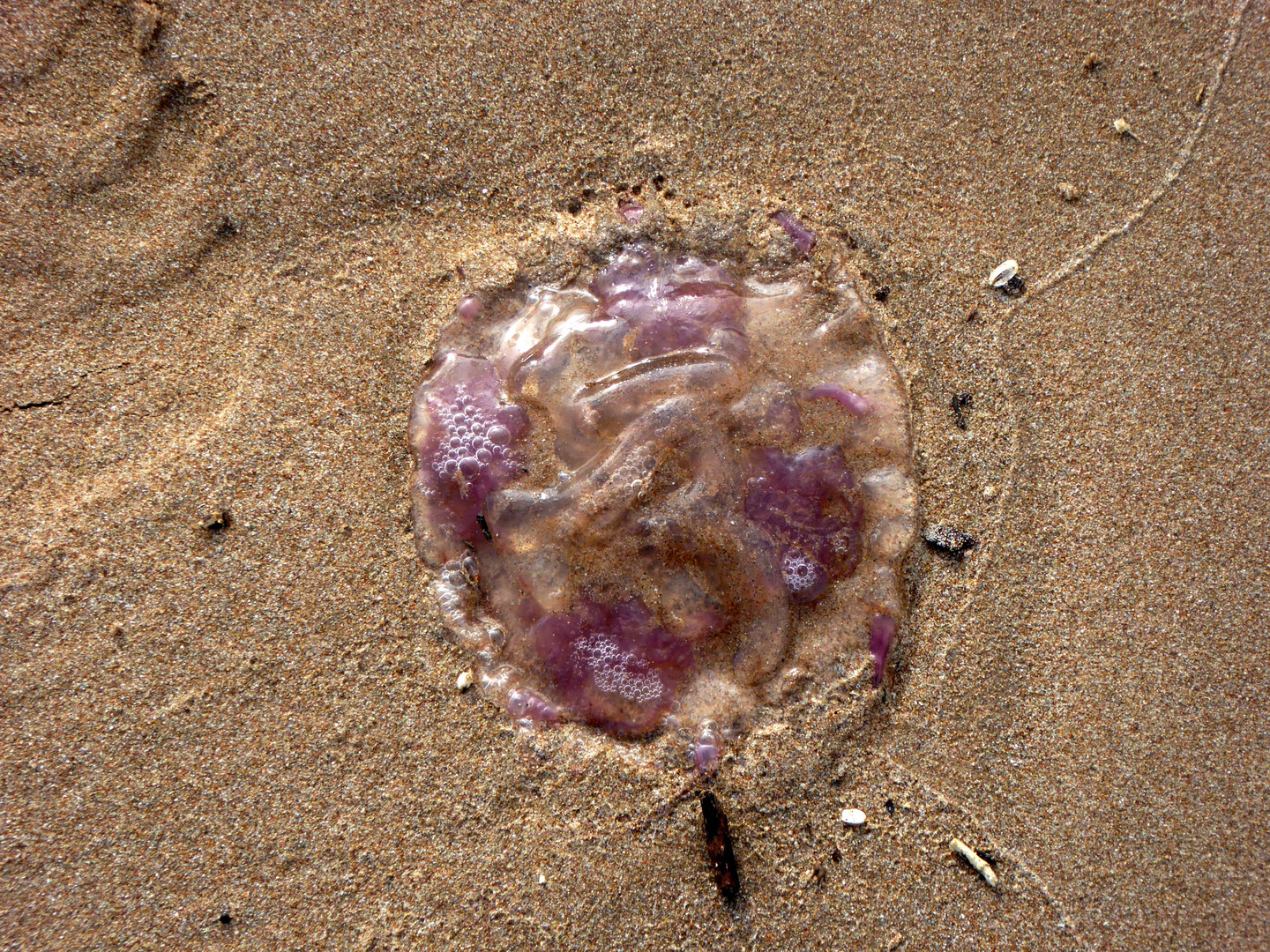 Pelagia noctiluca - Feuerquallen in der Provence