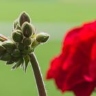 Pelargonie