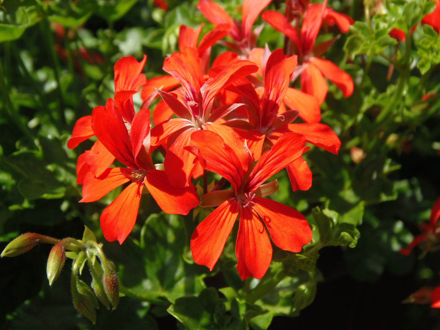 Pelargonie (2)