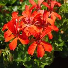 Pelargonie (2)