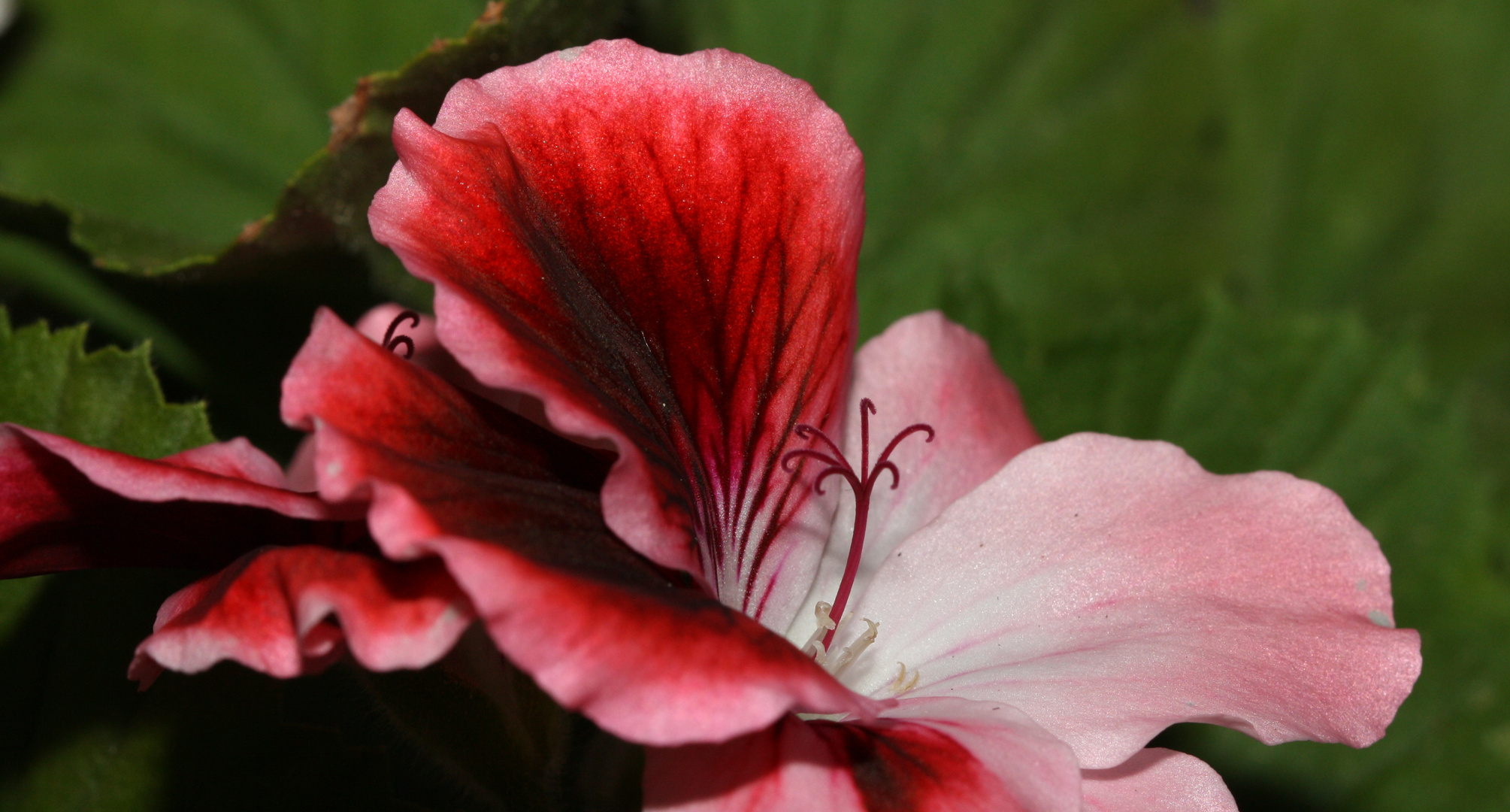 Pelargonie