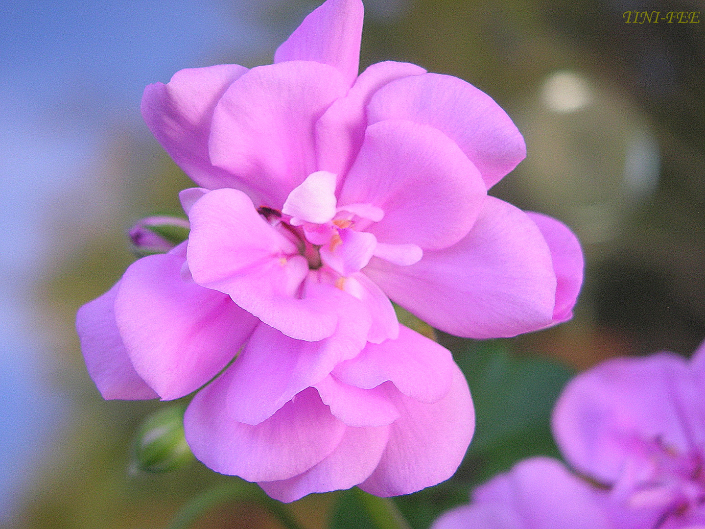 Pelargonie