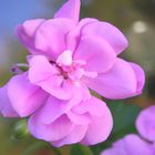 Pelargonie