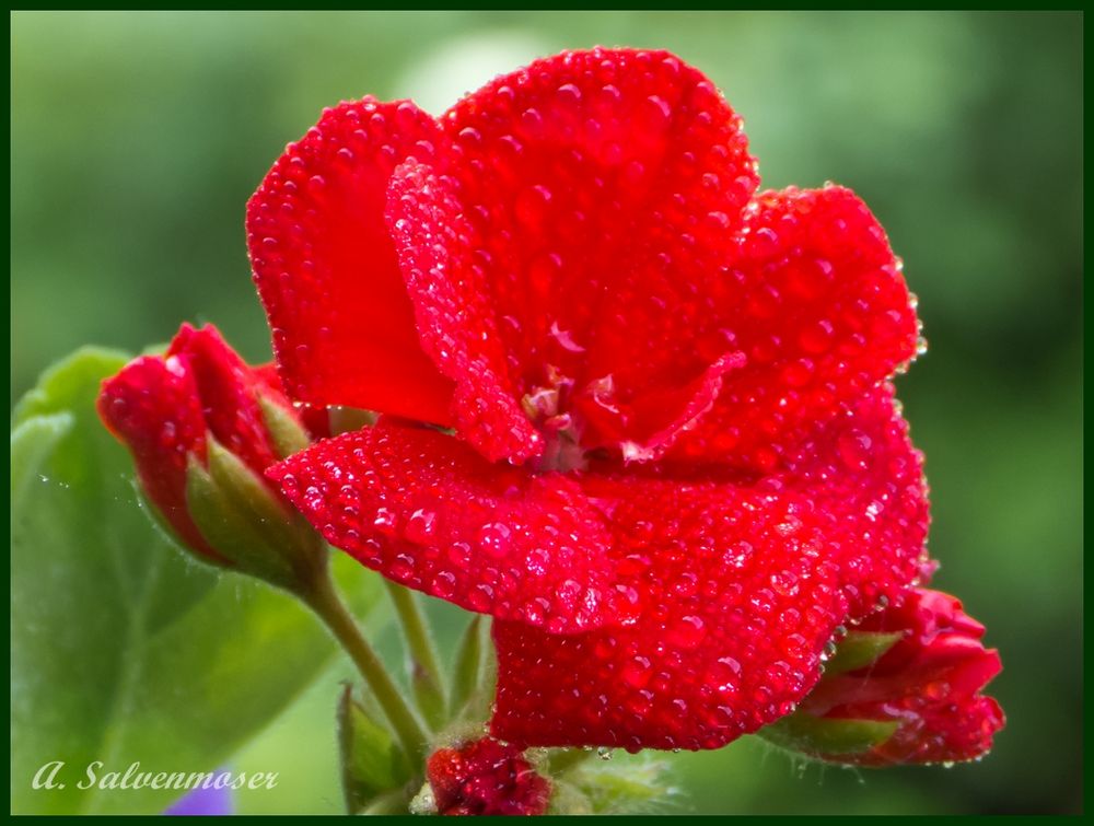 Pelargonie