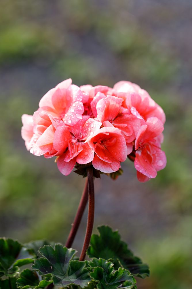 Pelargonie Foto & Bild naturmakros, techniken, naturkreativ Bilder