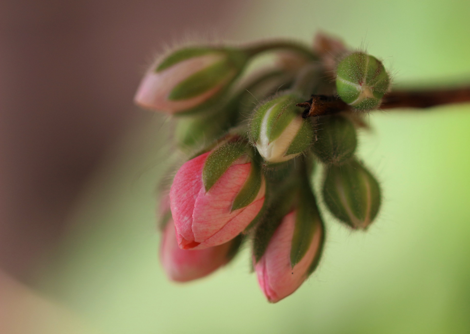 Pelargonie