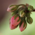 Pelargonie