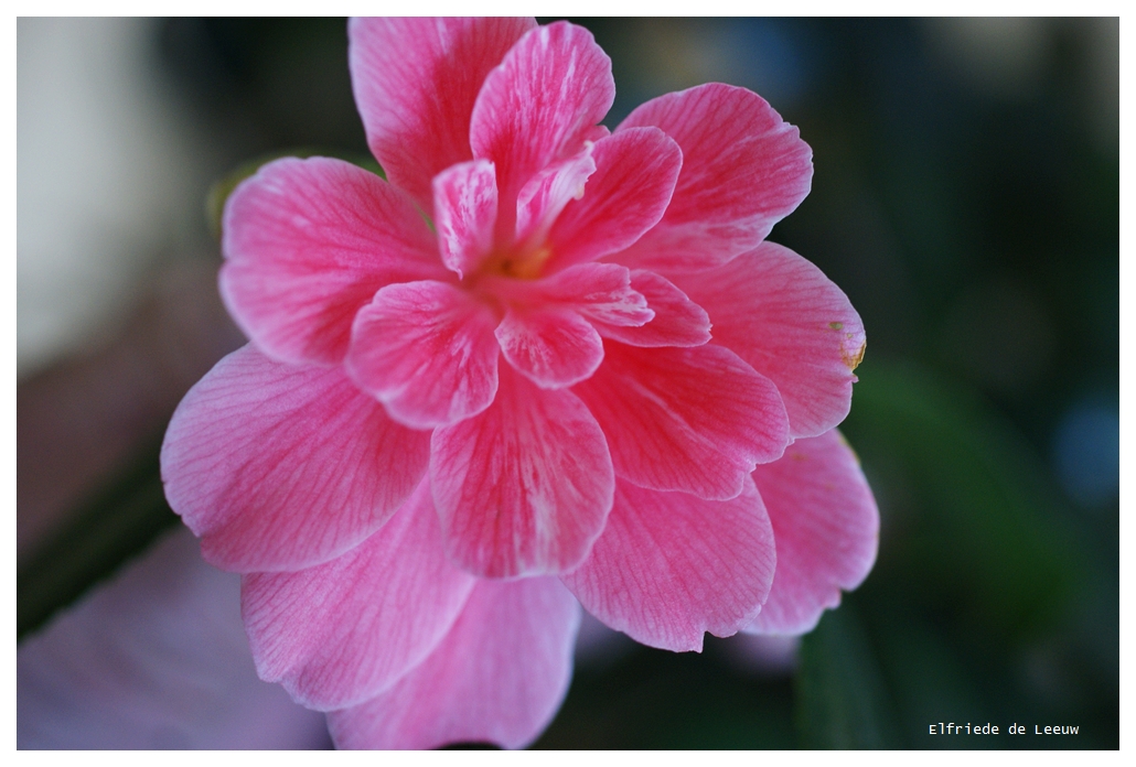 Pelargonie