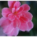 Pelargonie