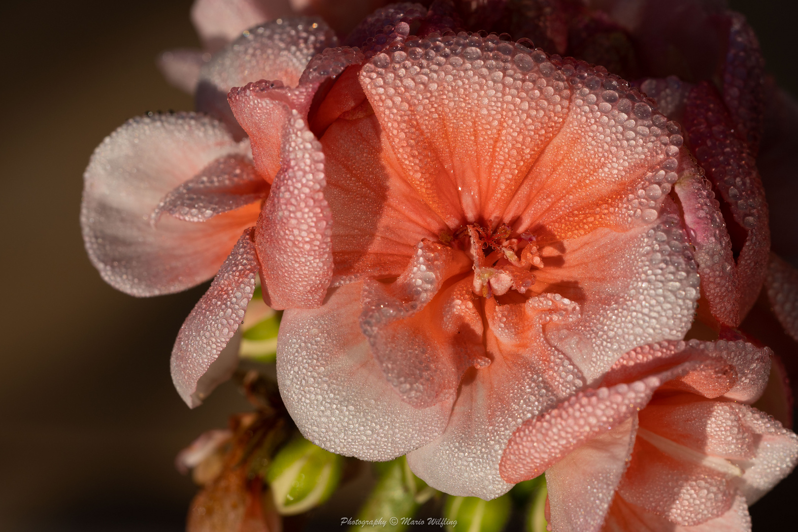 Pelargonie am Herbstmorgen