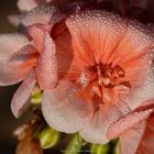 Pelargonie am Herbstmorgen