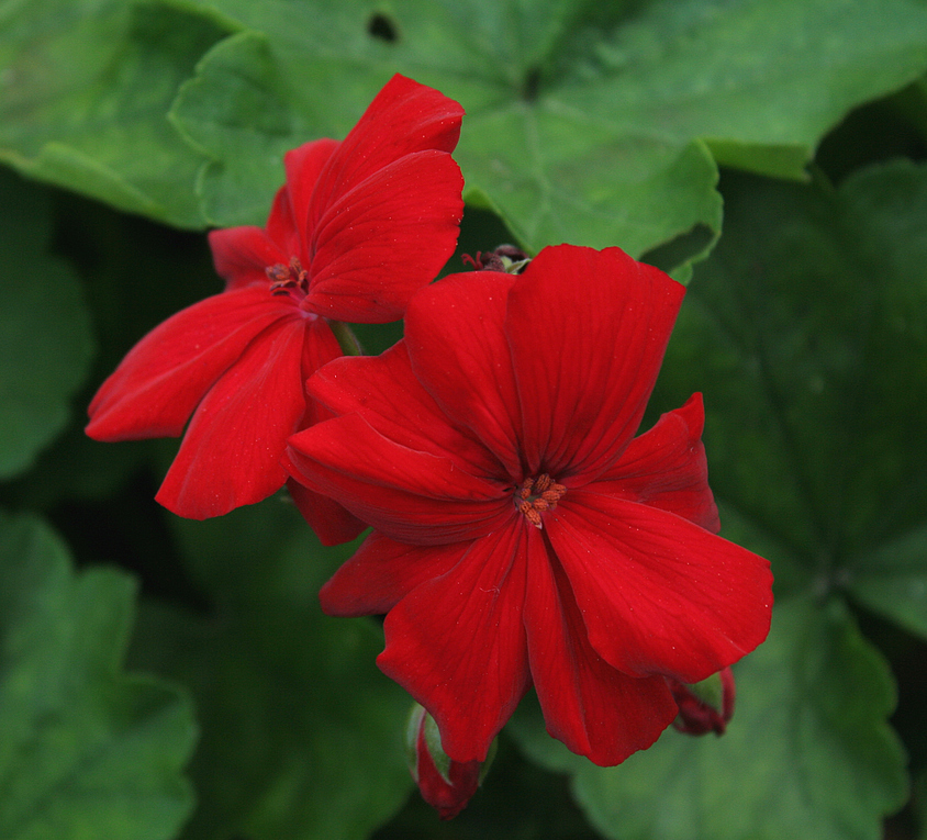 Pelargonie