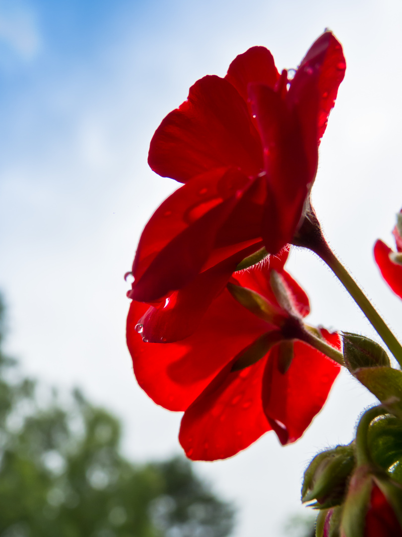 Pelargonie im Gegenlicht