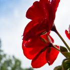 Pelargonie im Gegenlicht